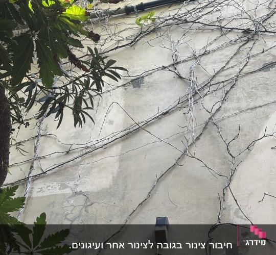 צינור שחור על קיר עם צמחייה מסביב